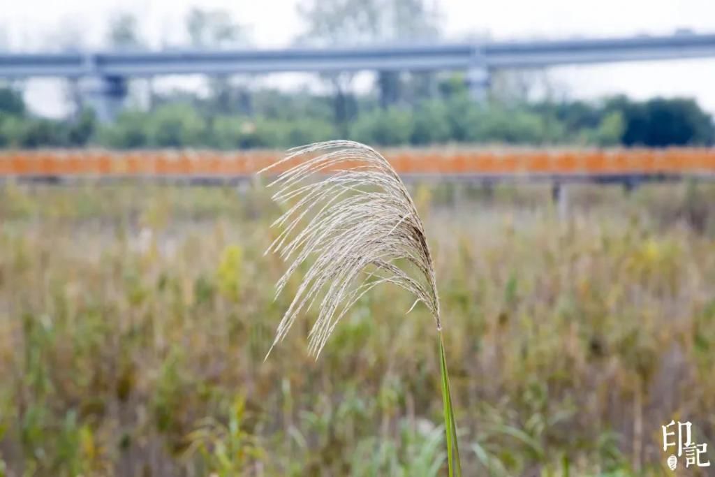 荻海|江城深秋荻海絮语，汉口江滩芦苇带你“入梦”