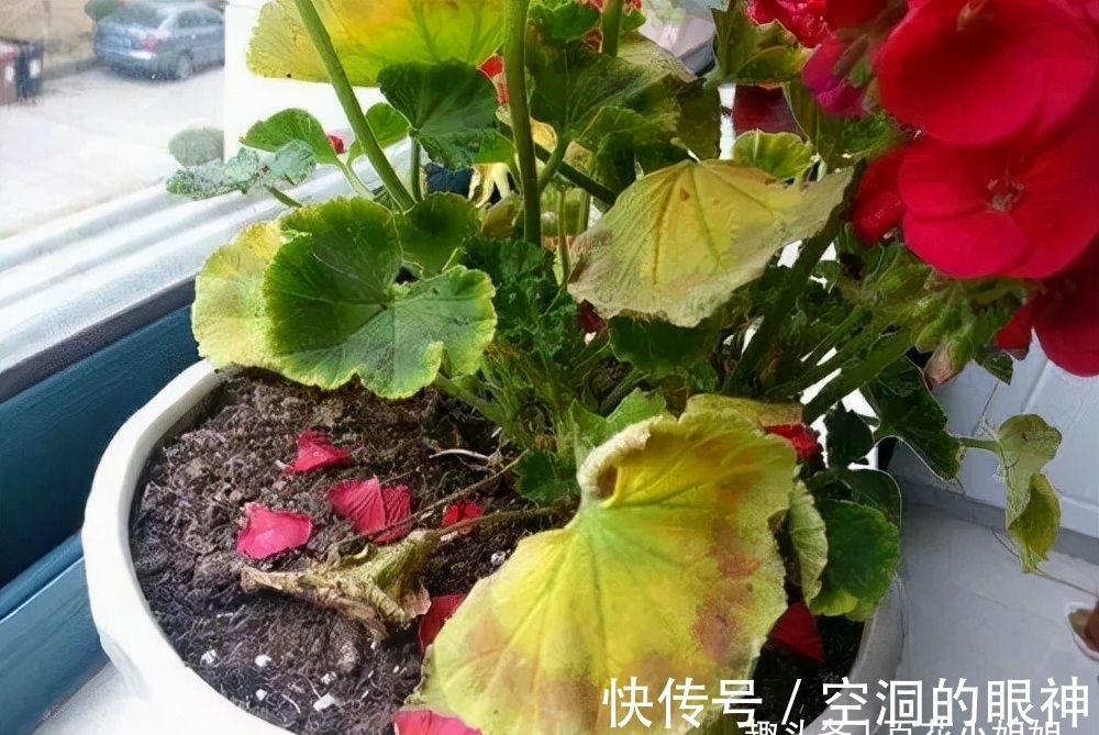 沾水就会黄叶、烂花苞的8种花,空气再干也别“喷水”