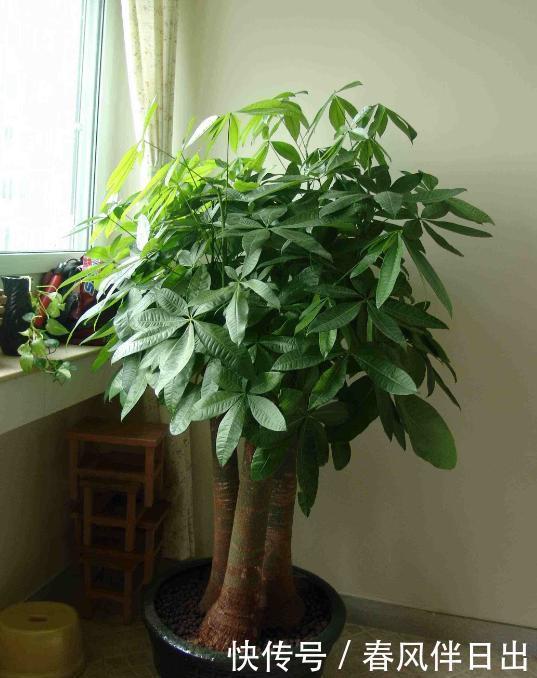 发财树叶子无光不油亮?三个小方法一天就能绿动起来