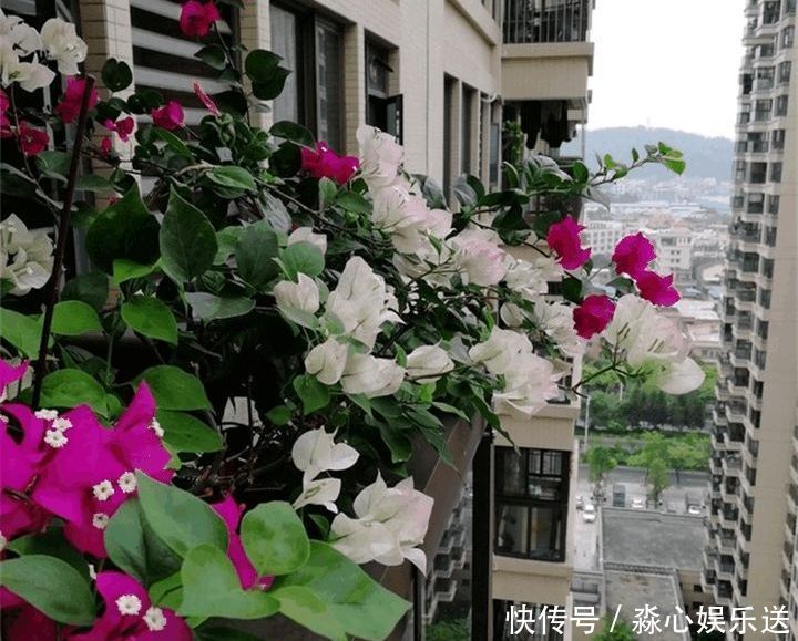 花期|两种花能开180天,8月养2盆天天有花看,真漂亮