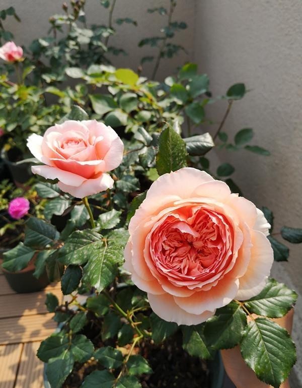 新手必入|对于月季花,我只服此4种,各有各的优,各有各的美