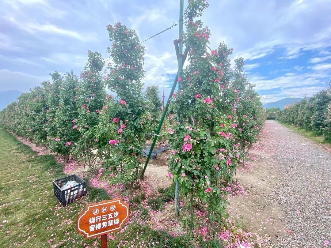 花海|占地280亩！展茅这片玫瑰花海美出新高度，朵朵甜蜜爆表！