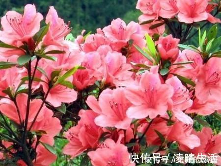 杜鹃花|6种漂亮花，花期长好养护，花朵大颜值高，值得拥有！