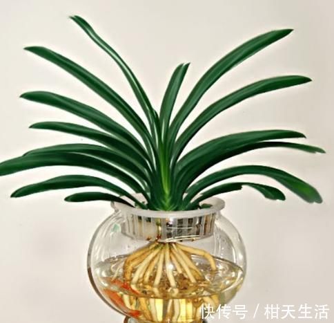 水培|君子兰不开花还总是烂根教你一招，君子兰从此长不停