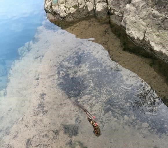 钓友|这是娃娃鱼吗山涧钓鱼,水底全是“四脚兽”,一小时钓了十几条!