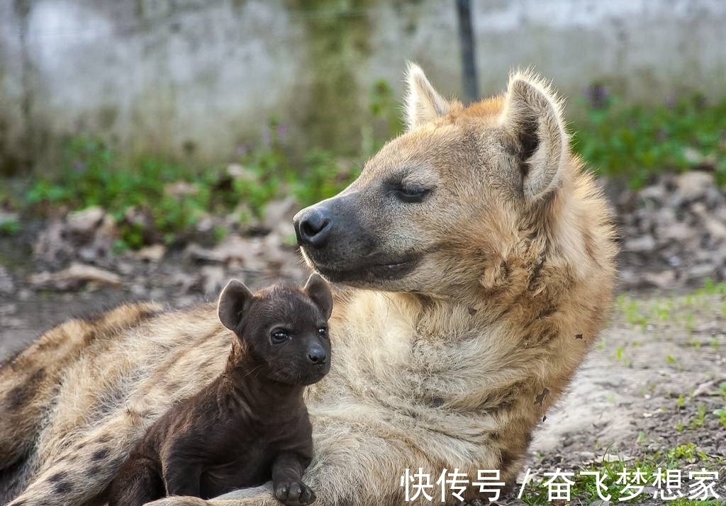 女婴|生男生女的概率是1:1吗？为什么有人生的都是女孩？