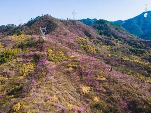 华东地区最大！丽水又一个新公园来了，打造“紫色天堂”，不输“普罗旺斯”