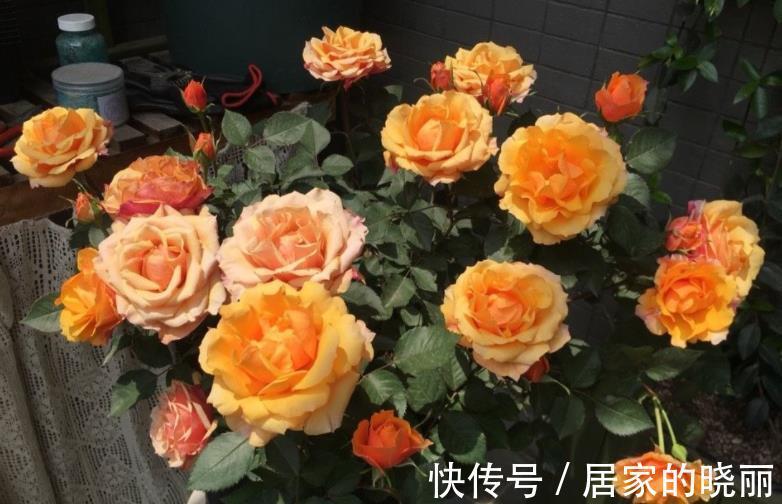 盆栽|此款微型月季四季开，1次维持1个月，是开花机器里的“劳模”