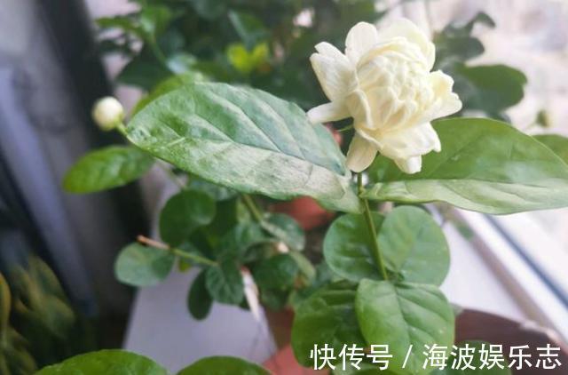 茉莉花|茉莉花落叶“光秃秃”,及时处理,起死回生,恢复枝繁叶茂