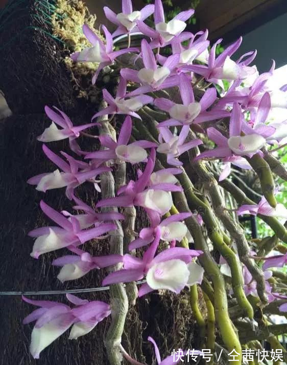 棕榈皮|门前石头上长了一丛草,朋友出1000元来买,开起花来真漂亮!