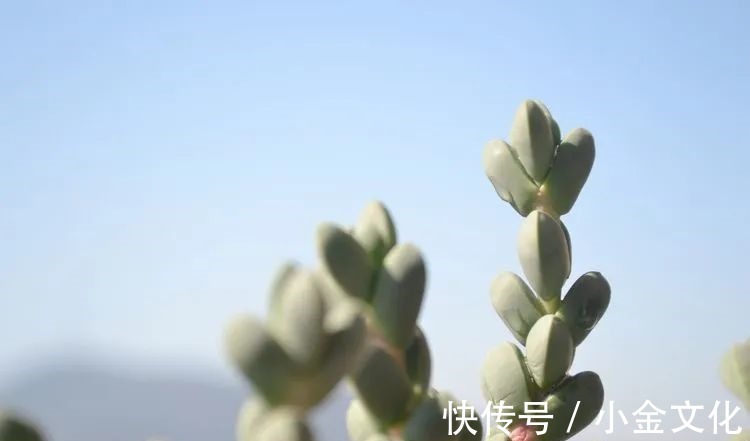 以阳光为滤镜,蓝天为背景,期待拥抱春天,拥抱自然!