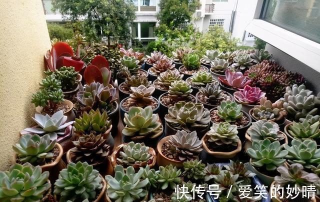 花友|九块九20棵的多肉,千万不要买,没有任何养护价值,白花冤枉钱
