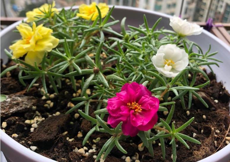 太阳花|夏季养花首选:太阳花,盆栽扦插天热长得好,更易出状态