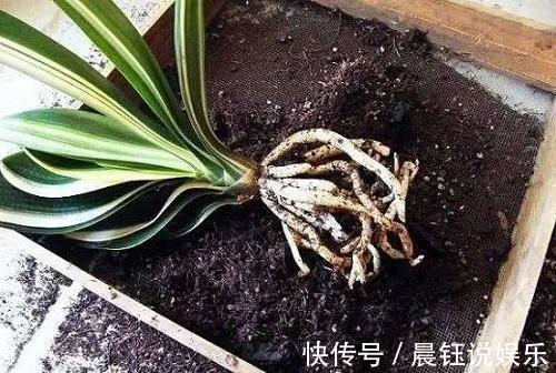 坏习惯|君子兰怎么养得好这3个坏习惯先改掉，不然不开花长得慢