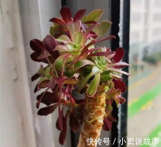 金枝玉叶不能长太高,越矮越值钱,一长高就砍!