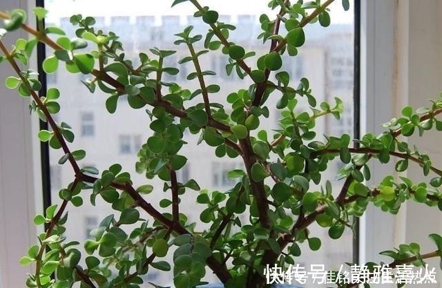 枝条|长寿花嫁接“金枝玉叶”,技巧简单,轻松变成“火树银花”!