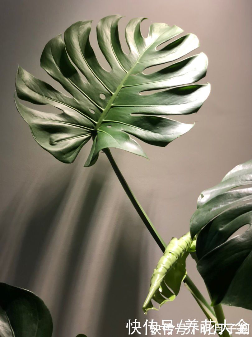 植物|客厅光照差,就养耐阴花卉,颜值高还好养