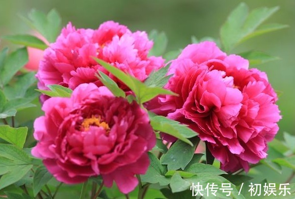 家养一盆“牡丹花”,能开90天,花开富贵,可观赏可闻香,值了