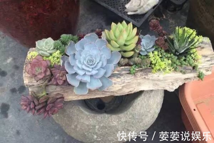 养护|周末回趟老家,捡了这些“老物件”养花,一瞬间高档、文艺