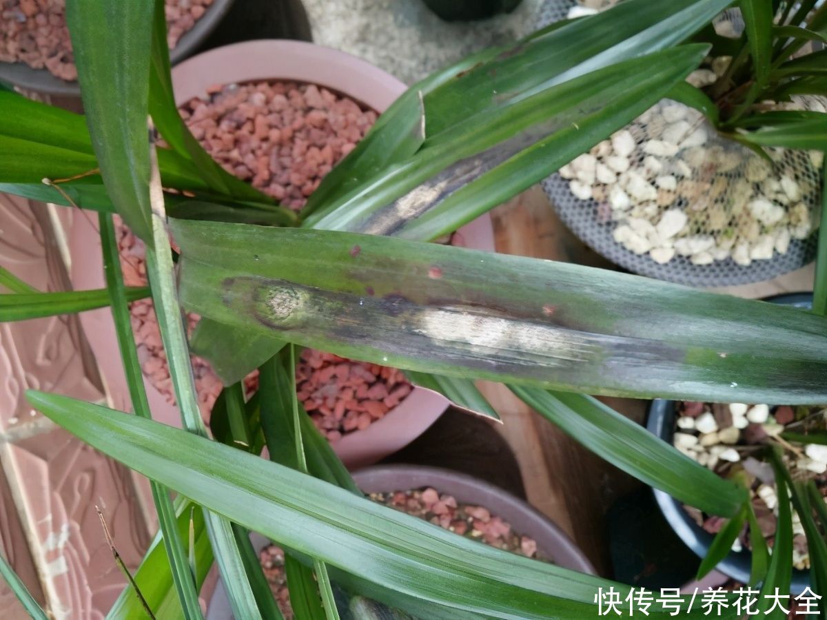 最怕晒的10种花，赶快搬进屋，否则会死掉