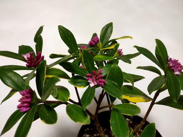 金边瑞香开花芳香四溢,冬季花期注意“4点”,延长花朵观赏期