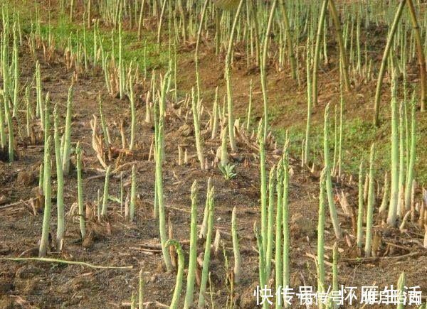 食物|肝不好别傻傻吃药了, 多吃这些食物给肝脏“大扫除”, 养肝又护肝