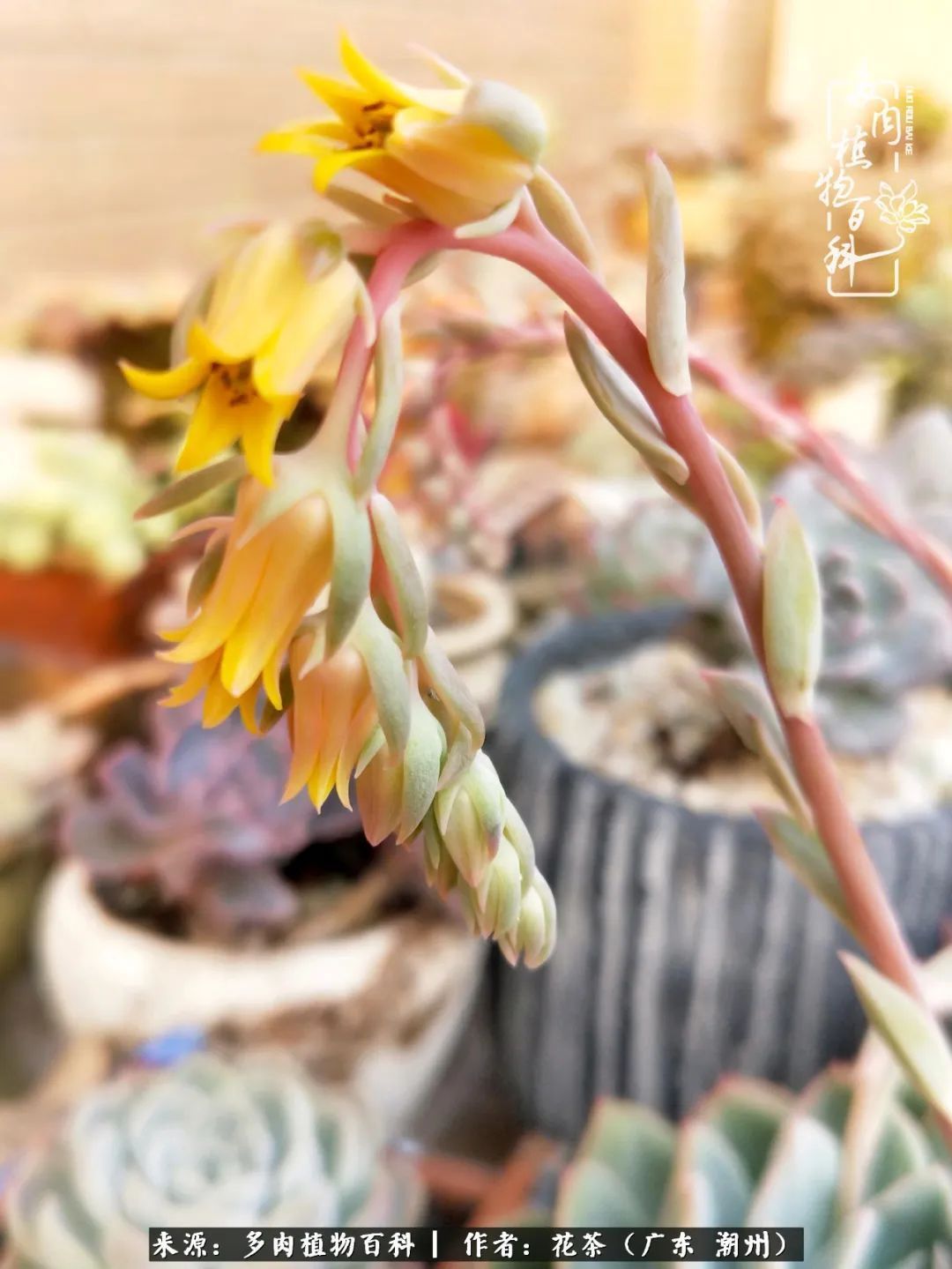 放松心情，静享愉悦，阳光下的多肉是最美的！