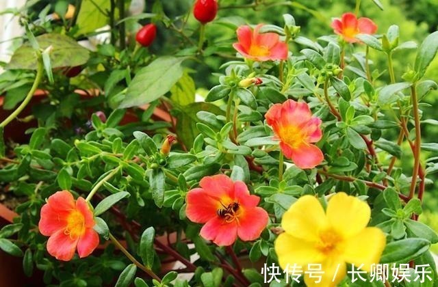 花长寿花|放在阳台不用管的花,就属这两种,开花多漂亮又好养
