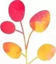 露台|两个孩子的妈妈,利用空闲时间,在露台打造出一片花的海洋