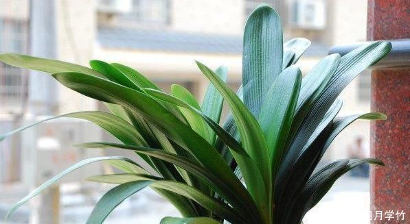 小窍门|用这2种“肥水”养花,比淘米水食醋水靠谱的多,养啥花都“旺”