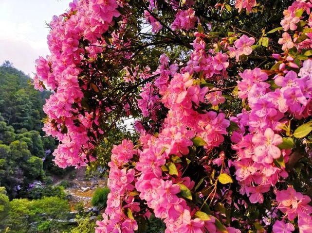 杜鹃花开，满山烂漫，寿宁这个地方美翻了！