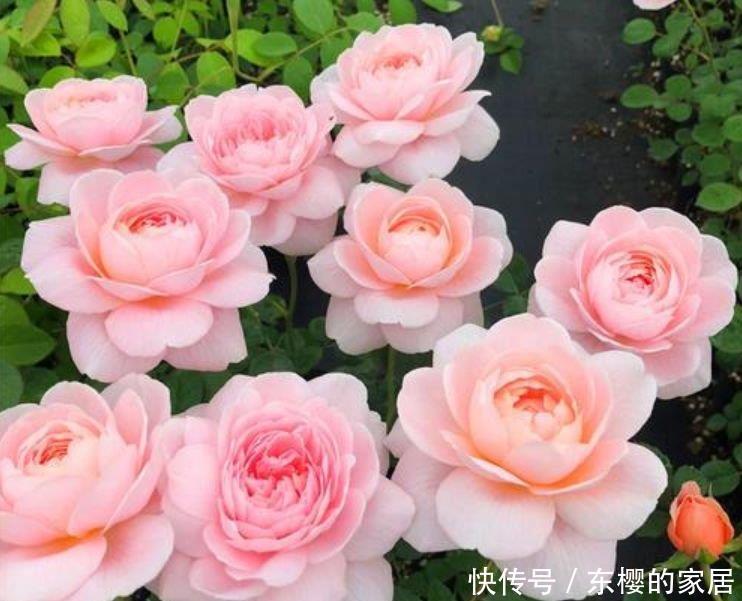 瑞典女王|养花就养这几款,高贵美丽,比玫瑰美,比牡丹艳,四季开花