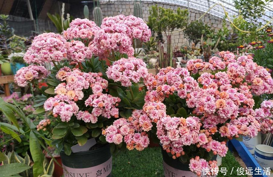 现在逛花市要“捡便宜”,3种花拿回家,稍加伺候就能再次开花