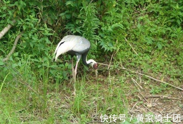 觉清#令人会心一笑的2首古诗词,水平不俗,千年后读来妙趣横生