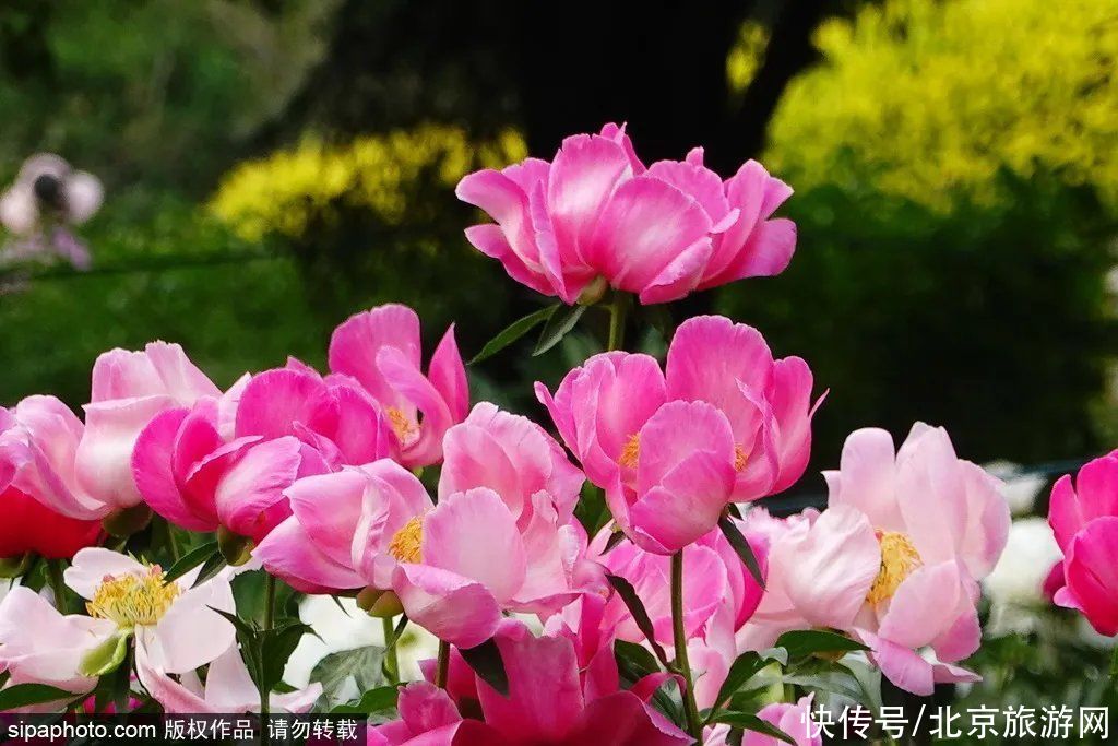 购票|在北京过端午的！这些景区现在开始购票！部分景点预约即可免费参观！