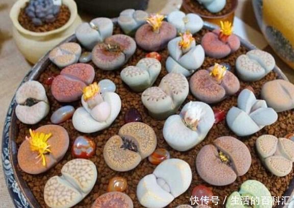 看完这些小巧可爱的多肉,够你养一阳台了,半年就能长爆盆