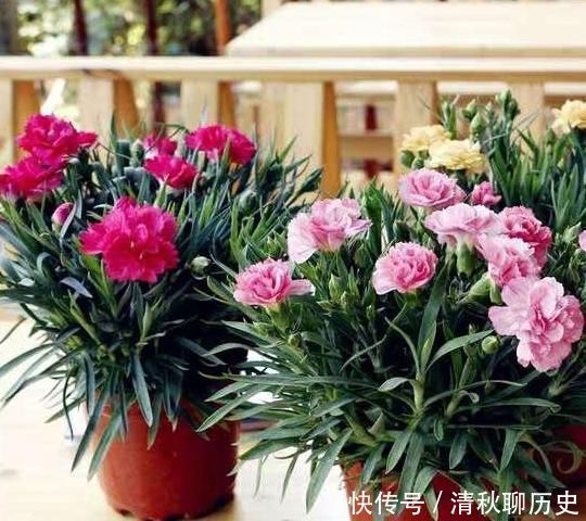 是灌根好?还是喷叶子好?“磷酸二氢钾”你用对了吗?