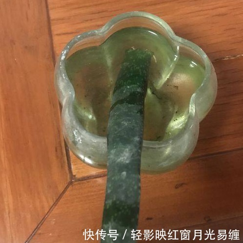不小心将“芦荟”叶子掰断了,把它放在水里,结果这样了……