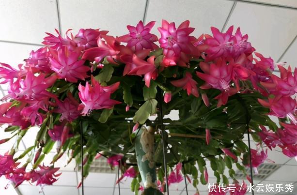 冬春养长寿花、蟹爪兰，不能心软，越早下手剪剪开花越多越漂亮