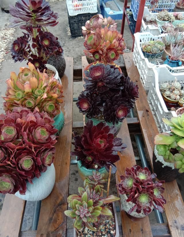 从小|养了5年多肉,从小白变成大神,这些经验送你了