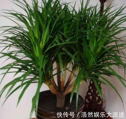 亮亮|室内3种花最怕“湿”，一沾水就死，放阳台不管，365天油亮亮