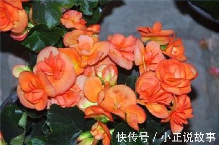 花瓣|丽格海棠与玻璃海棠的区别