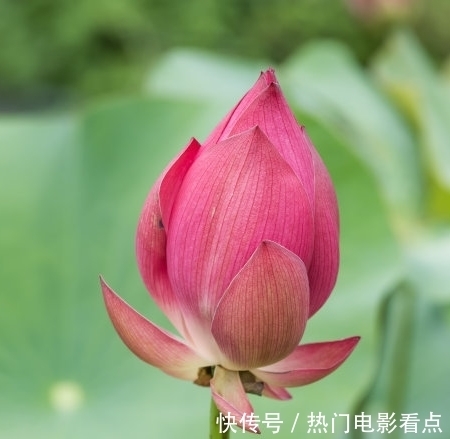 桃花朵朵|7月下旬，霉运散喜事来，4属相桃花朵朵，招财添贵，迎接好日子