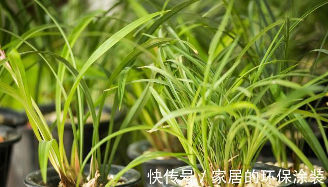 花苞|现在养兰花,记住3句“顺口溜”,叶色翠绿,花苞少不了