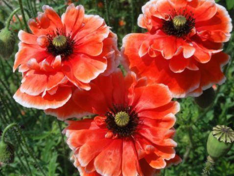 几种花是爆盆能手，开起花来“拦”不住，家里养一盆，招财又纳福