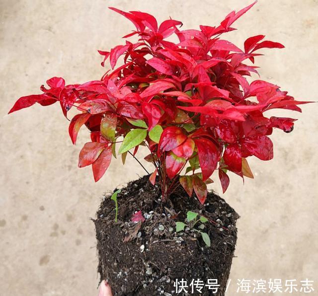 盆景|南天竹养护简单还能做成盆景,既能赏花还能结果,注意这几点就行