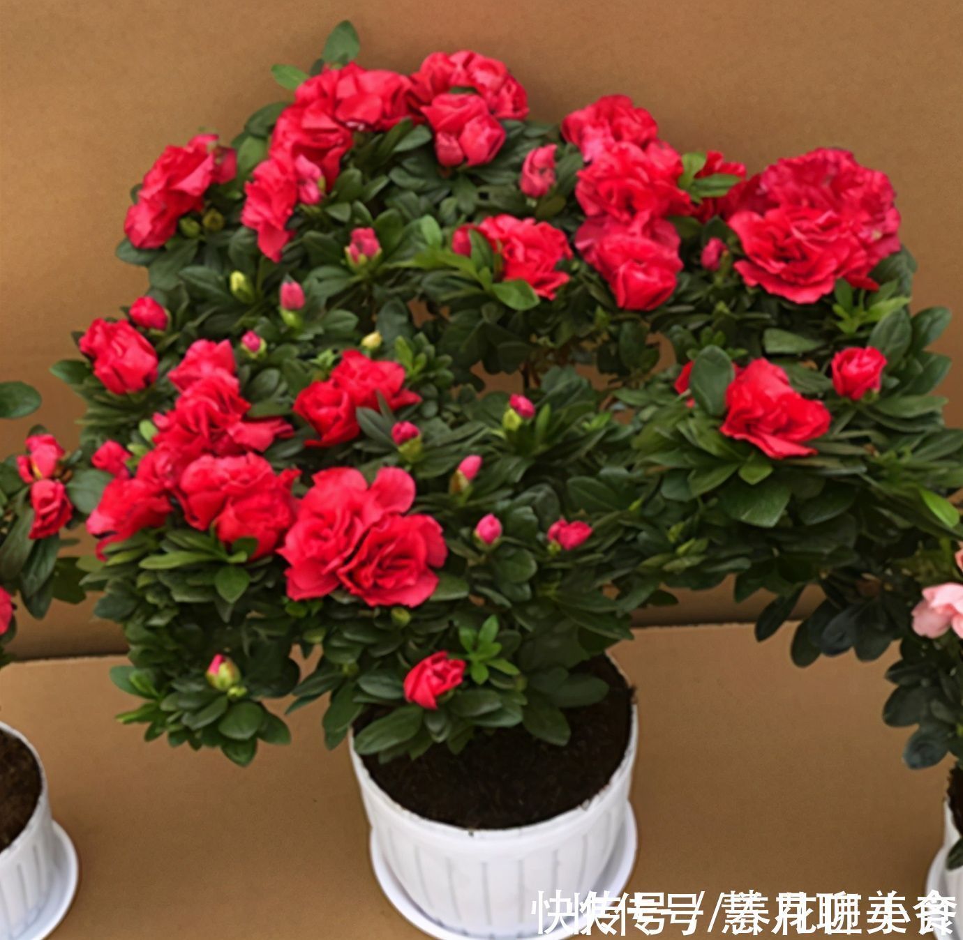 土壤|养这7种花,“醋”要经常浇,每月浇一碗,叶子绿油油