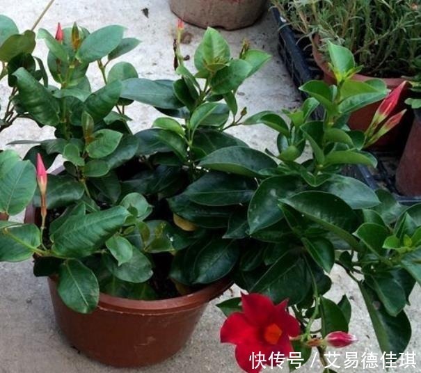 蝴蝶草|“3种花草”不仅好看，还特别耐热，夏天若不知道养啥，就养它们