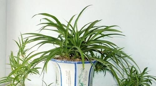 记住|吊兰绿萝,两三天就黄叶记住“2不要”,叶子翠绿发亮