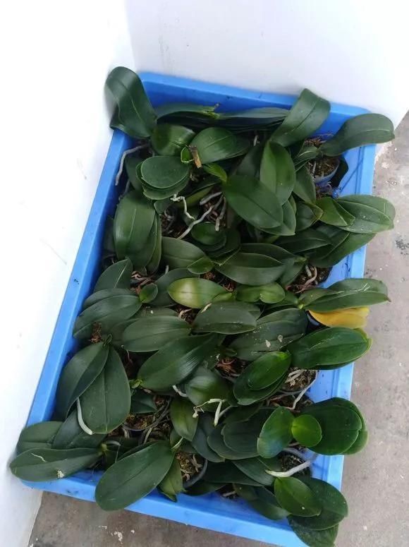 路边被人丢掉的名贵花,丢人也要捡,种盆里就开花